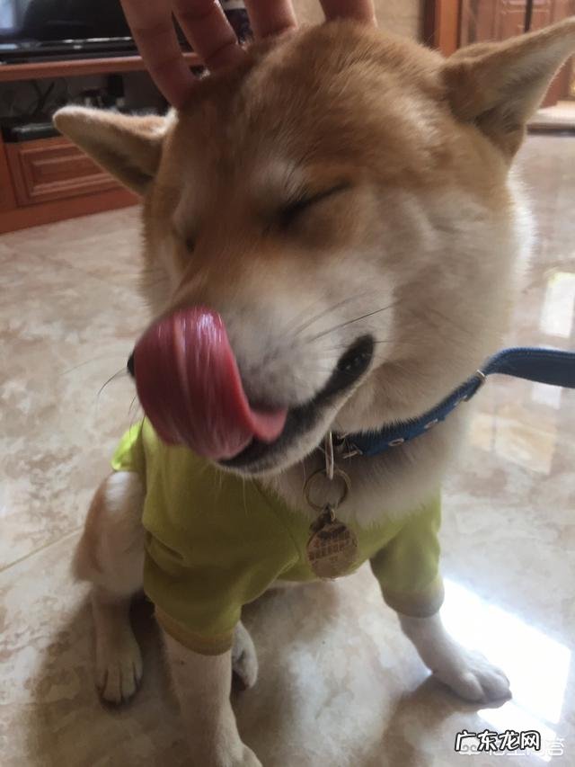 为什么现在有很多人喜欢养柴犬?