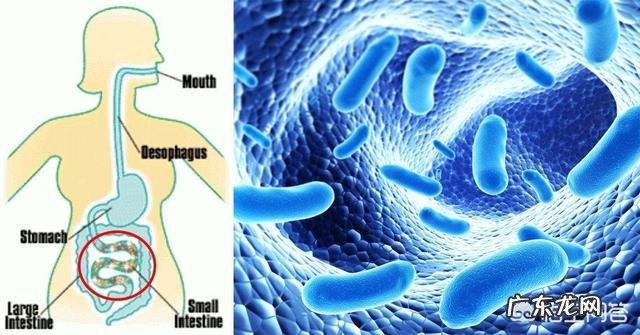 益生菌粉可以长期服用吗?