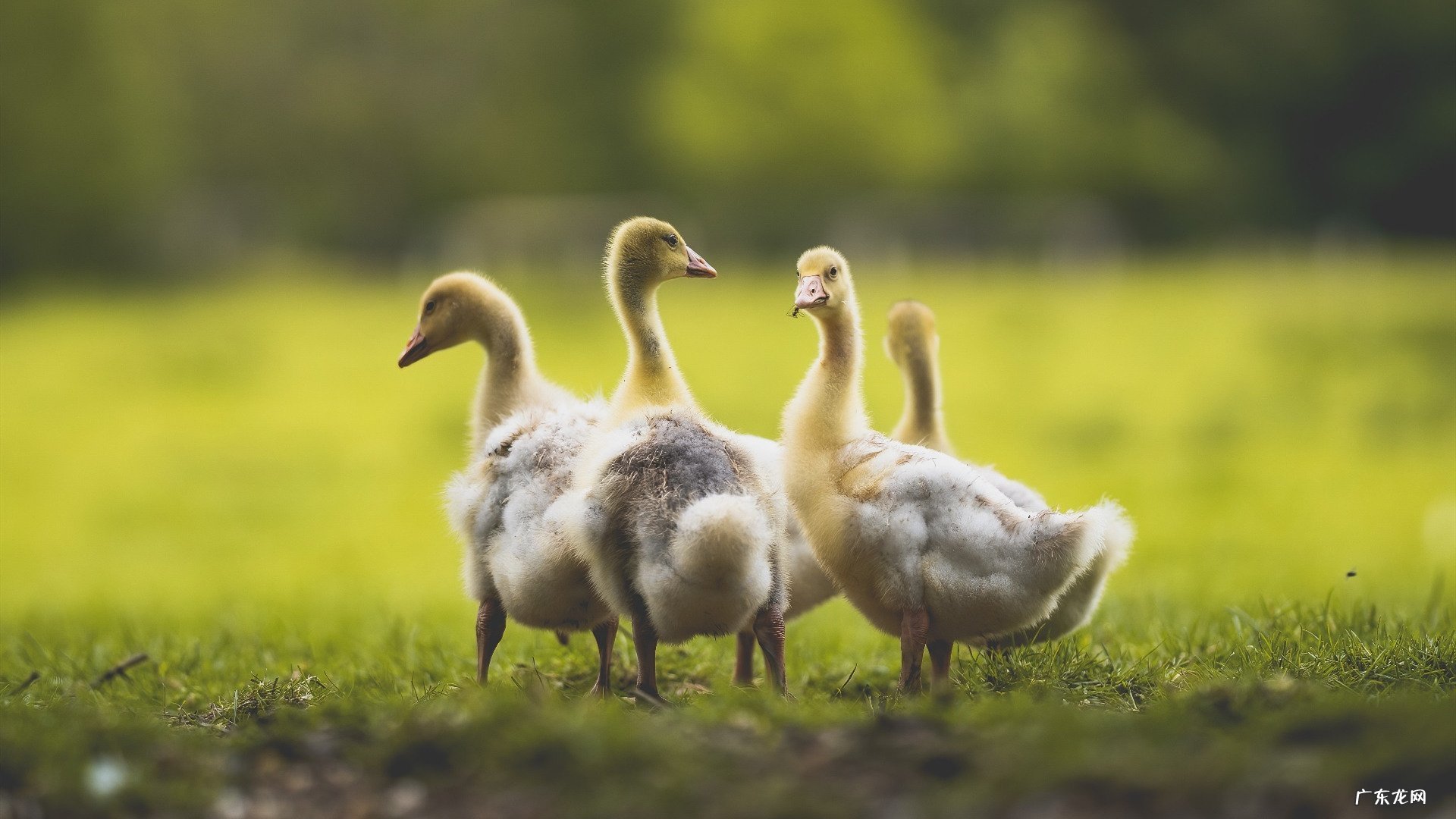 多喝“老丝瓜汤”可以帮助降低高尿酸吗?