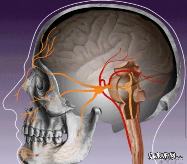 偏头痛是植物神经紊乱导致的吗？