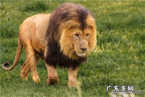 狮子和老虎开战,谁会是胜利者?