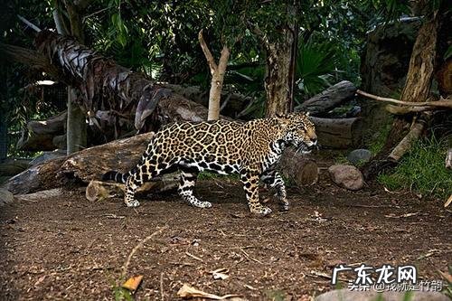 狮子和老虎开战,谁会是胜利者?