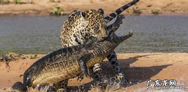 狮子和老虎开战,谁会是胜利者?