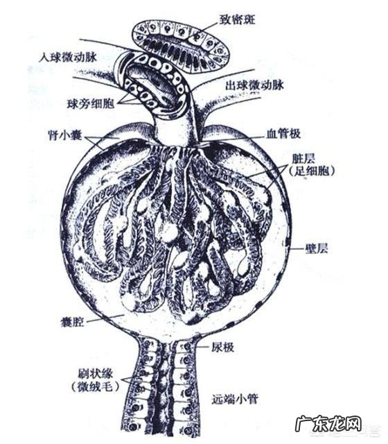 肾小球肾炎患者为什么会出现血尿和蛋白尿?