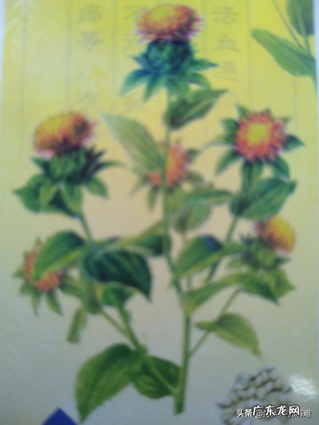 自己怎么才能把中草药做成丸剂?