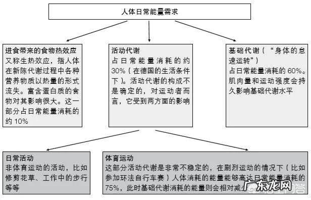 人一天要吸收多少卡路里?