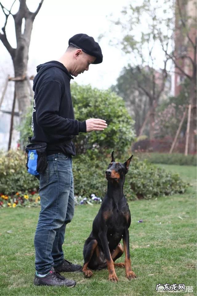 diyi次饲养柴犬的新手们需要注意哪些?