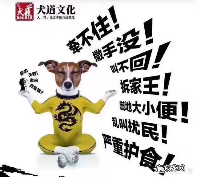 diyi次饲养柴犬的新手们需要注意哪些?
