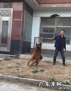 diyi次饲养柴犬的新手们需要注意哪些?