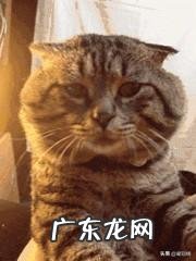 diyi次饲养柴犬的新手们需要注意哪些?