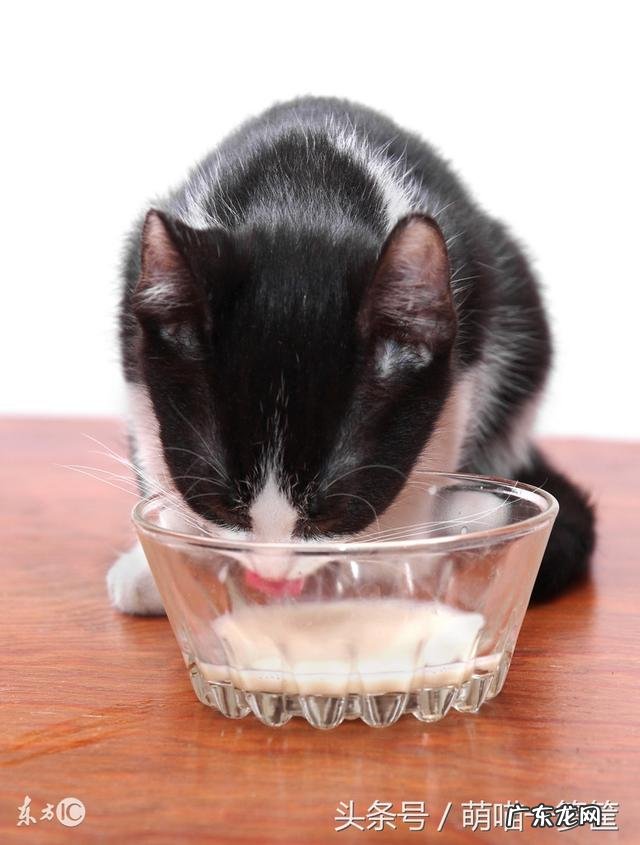 猫咪喝牛奶拉肚子了是怎么回事?