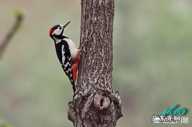 燕子,啄木鸟,青蛙,七星瓢虫吃什么害虫