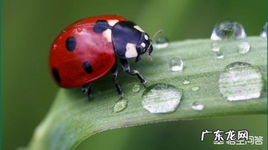 燕子,啄木鸟,青蛙,七星瓢虫吃什么害虫
