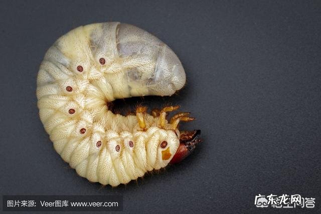 燕子,啄木鸟,青蛙,七星瓢虫吃什么害虫