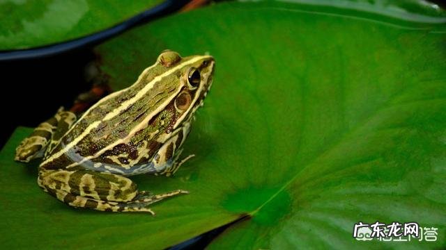 燕子,啄木鸟,青蛙,七星瓢虫吃什么害虫