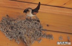 燕子，啄木鸟，青蛙，七星瓢虫吃什么害虫