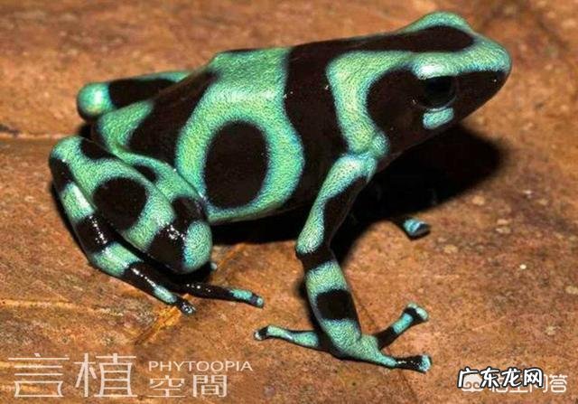 燕子,啄木鸟,青蛙,七星瓢虫吃什么害虫