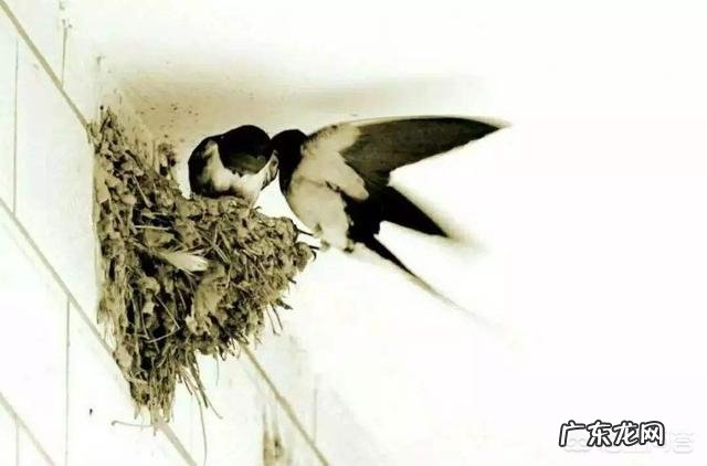 燕子,啄木鸟,青蛙,七星瓢虫吃什么害虫