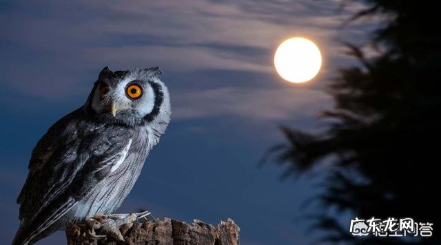 晚上几点睡觉才不算熬夜？熬夜有什么危害？