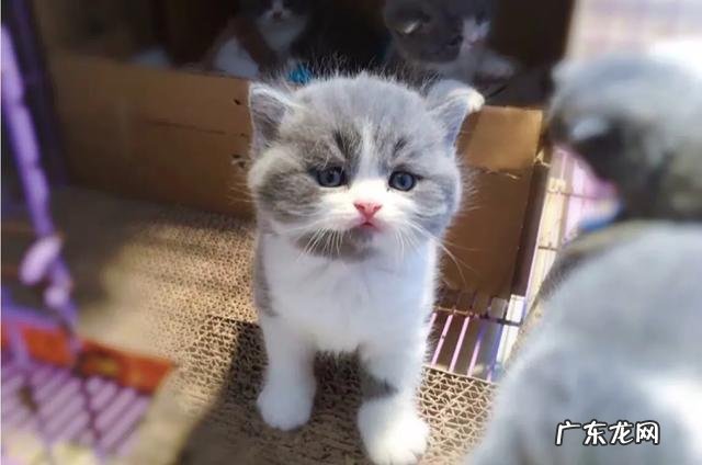 佳能77d与200d哪个好一些？