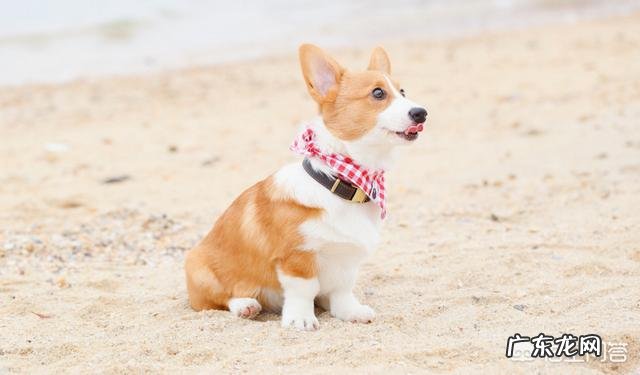 养柯基有什么需要注意的地方?