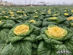 2020年拍美食视频有希望吗？