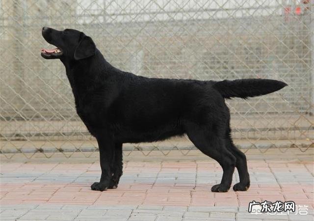 三个半月拉布拉多能吃多少狗粮