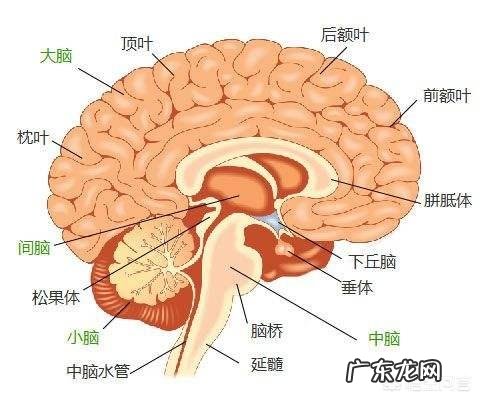 夏天到了,常见的最容易引发脑梗的因素,都有什么呢?