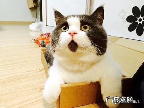 女生养发洗发水 女生固发洗发水