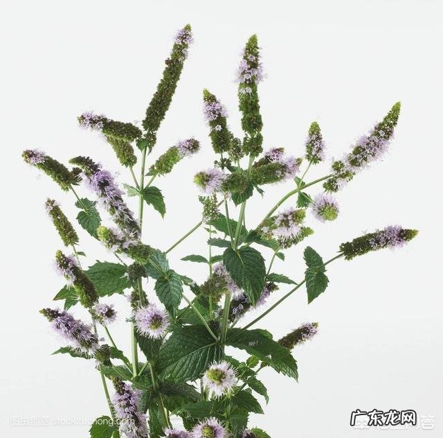 古医书中对薄荷有哪些记载？