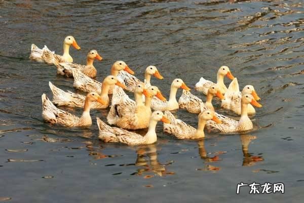 农村稻田养鸭怎么样能赚到钱吗,一亩需要养几只