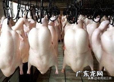 农村稻田养鸭怎么样能赚到钱吗,一亩需要养几只