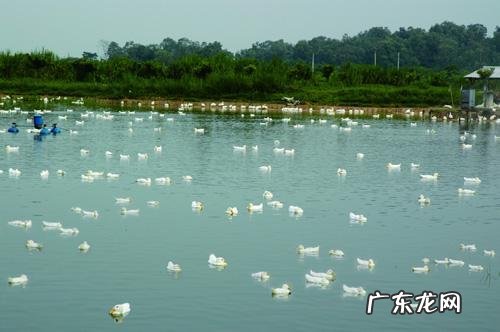 农村稻田养鸭怎么样能赚到钱吗,一亩需要养几只