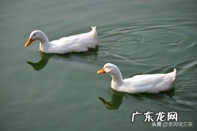 农村稻田养鸭怎么样能赚到钱吗,一亩需要养几只