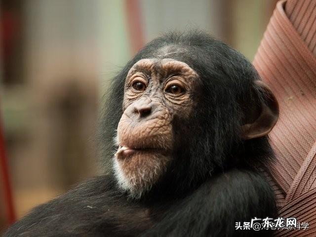 人是不是动物人的本质是什么人存在的意义是什么