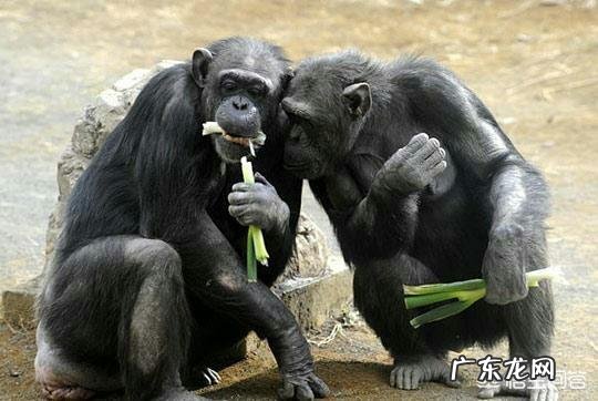 人是不是动物人的本质是什么人存在的意义是什么