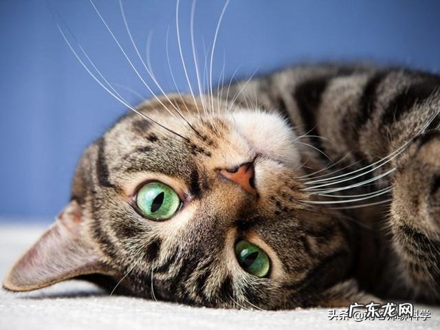 人是不是动物人的本质是什么人存在的意义是什么