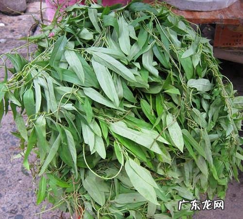 鸡屎藤有什么营养价值?广东人都怎么吃?