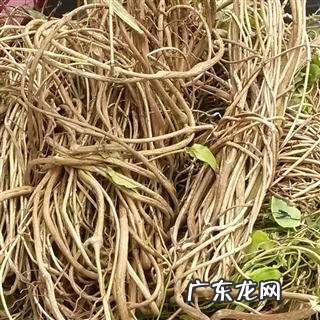 鸡屎藤有什么营养价值?广东人都怎么吃?