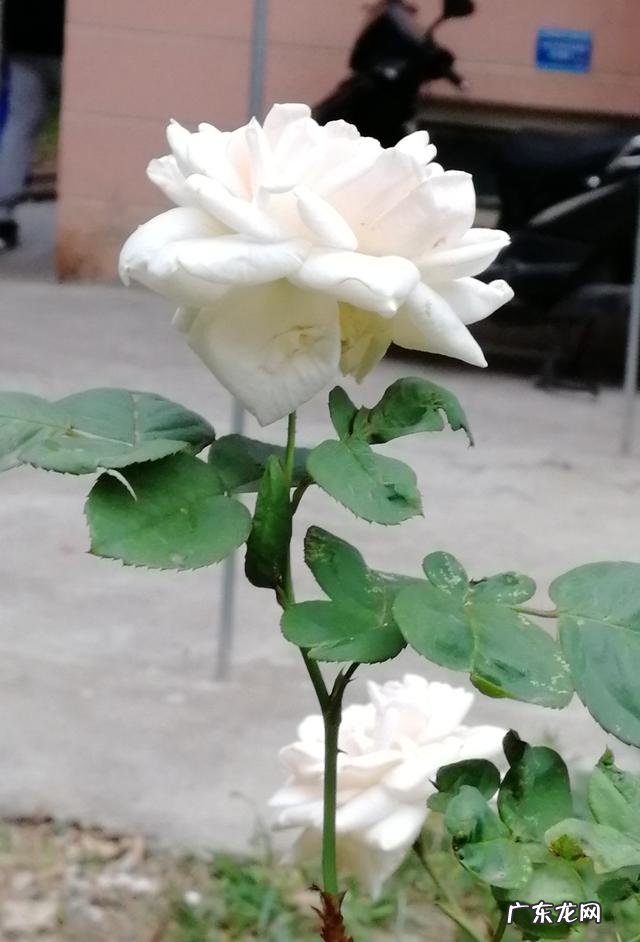 两个不同层次的人相爱,最终会是怎样,层次低的人是不是该放手?