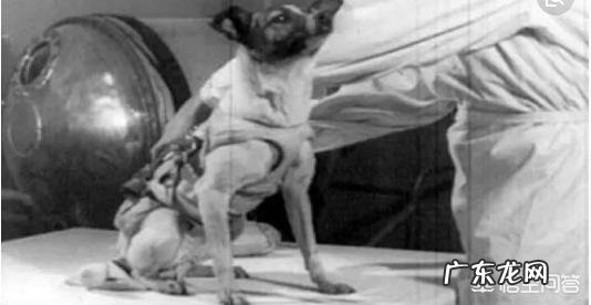 当年被送到太空中的那些动物们现在都怎样了？