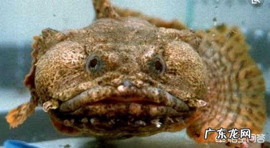 当年被送到太空中的那些动物们现在都怎样了？