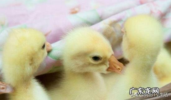 鸭苗养到多大入水较好对温度有哪些要求