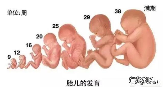 孕34周股骨长85，是不是很大