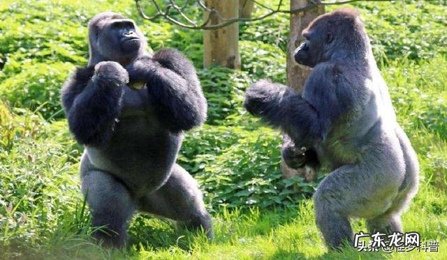 为什么吃素的大猩猩没有蛋白粉却一身肌肉比人类都强壮?