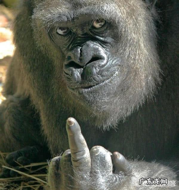 为什么吃素的大猩猩没有蛋白粉却一身肌肉比人类都强壮?