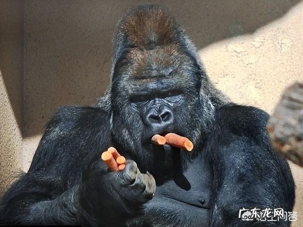 为什么吃素的大猩猩没有蛋白粉却一身肌肉比人类都强壮?