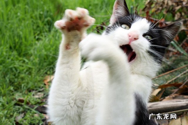 韩国恐怖漫画 捉鬼记 整容液一系列的内容