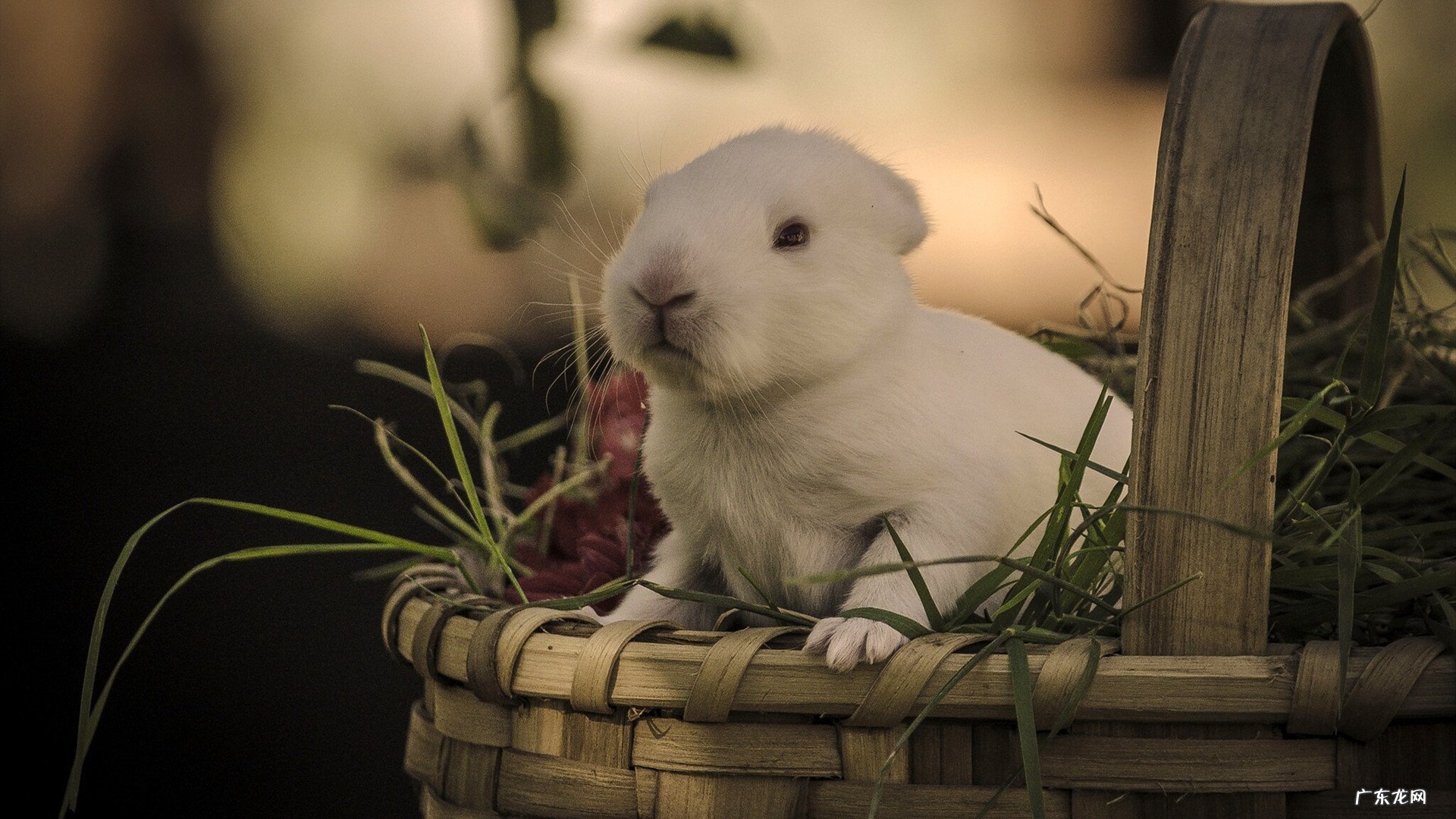 七日减肥汤怎么做知道吗?