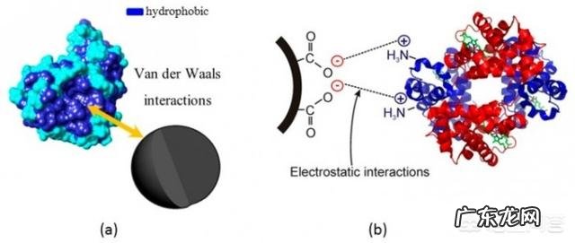 蛋白粉为什么可以提高免疫力?